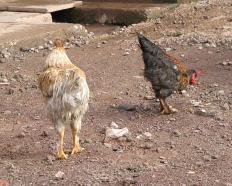 Dos gallos se conoc�an
                      bien en su corral ...