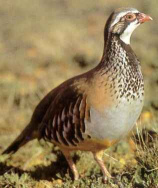 ... y el due�o juntaba
                      un perdiz lo que fue perseguido por los gallos
                      ...