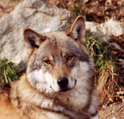 ... y grit� a un
                        lobo que �l no podr�a capturarlo en la roca...