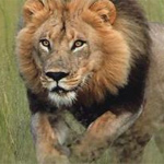 Un
                      le�n primero detect� ...