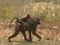 Una
                        mona ten�a que tomar la fuga con sus monitos
                        porque fue perseguida por un perro ...