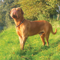 ... porque fue
                      perseguida por un perro