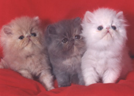 Tres gatitos (blanco,
                        negro, manchado) no podr�an defenderse contra un
                        perro porque fueron disconformes ...