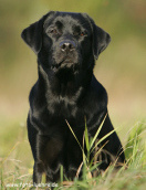 Un
                      perro ...