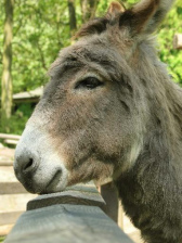 ... y un burro
                      trataban a aprender el respectivo idioma ...