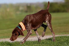 ... pero vino un perro
                      de caza ...