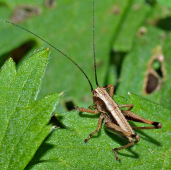 La
                        cigarra solo cant� y no hizo ningunas
                        provisiones para el invierno...