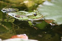 Una rana en un
                      estanque ...