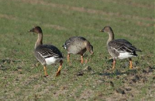 ... pero pues gansos
                      ...