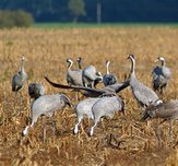 ... y grullas en el
                      campo com�an el trigo sembrado ...