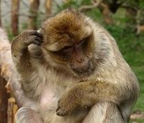 En Aff tuet naat�ncke: alles gloge Zoom