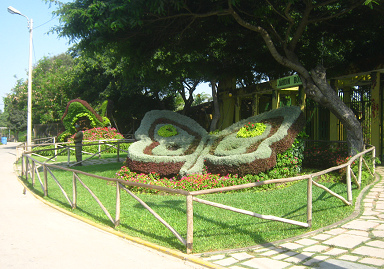 A wonderful animal sculpture made
                                  of hedges, a butterfly 02 with it's
                                  wings, can be found in Legend Park
                                  (parque de las Leyendas) in Lima in
                                  Peru