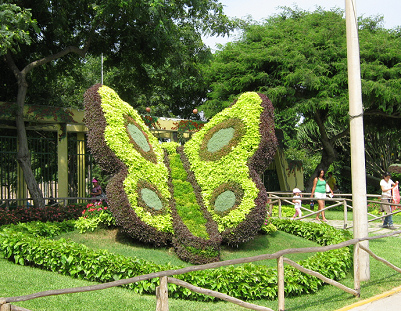 Tierplastiken aus Hecken,
                                  Schmetterling 02 mit den Fl�geln,
                                  Legendenpark (parque de las Leyendas),
                                  Lima, Peru