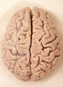Human brain